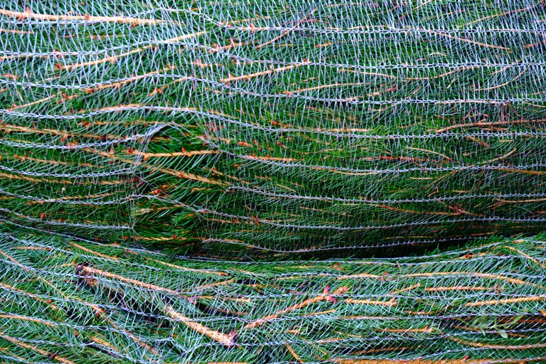 Christmas trees wrapped in plastic netting stacked on top of one another