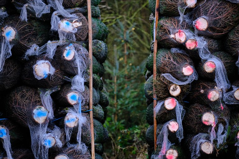 Coloured stumps of wrapped Christmas trees stacked on top of one another