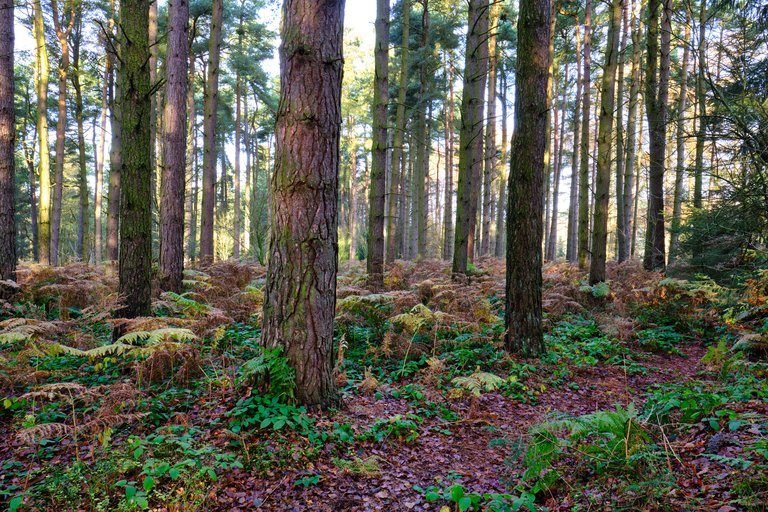 Dark brown tree trunks lined into the distance