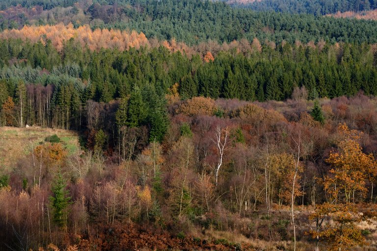 Landscape of a mixture of rich orange and deep green trees lining the hills 