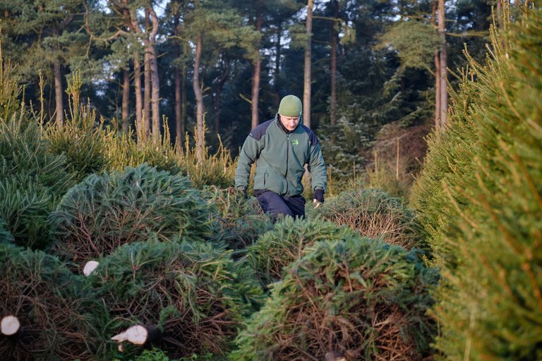 Chopped Christmas trees with forest worker walking between them