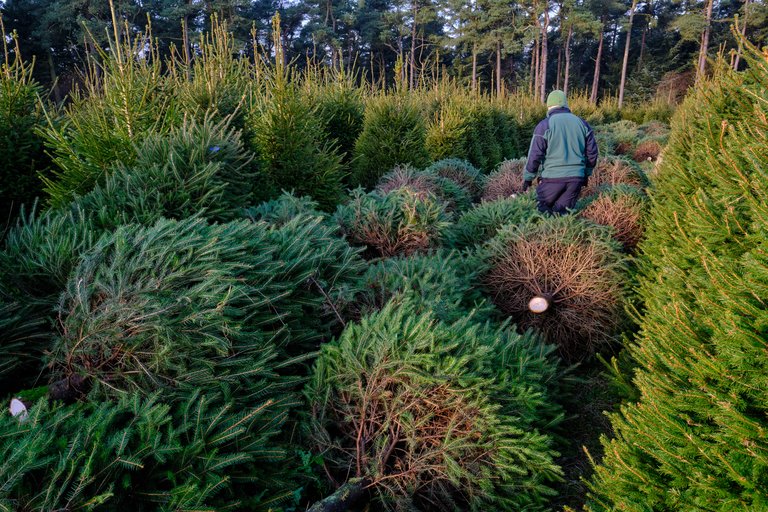 Chopped Christmas trees with forest worker walking between them