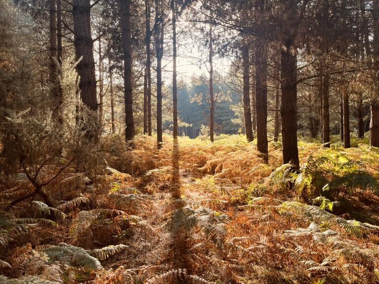 Ferns and trees in an autumn forest.