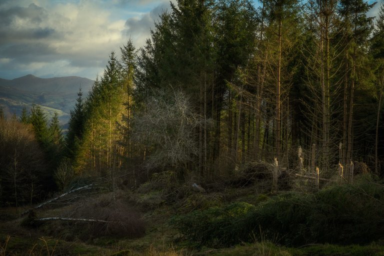 Some trees flattened in a large forest