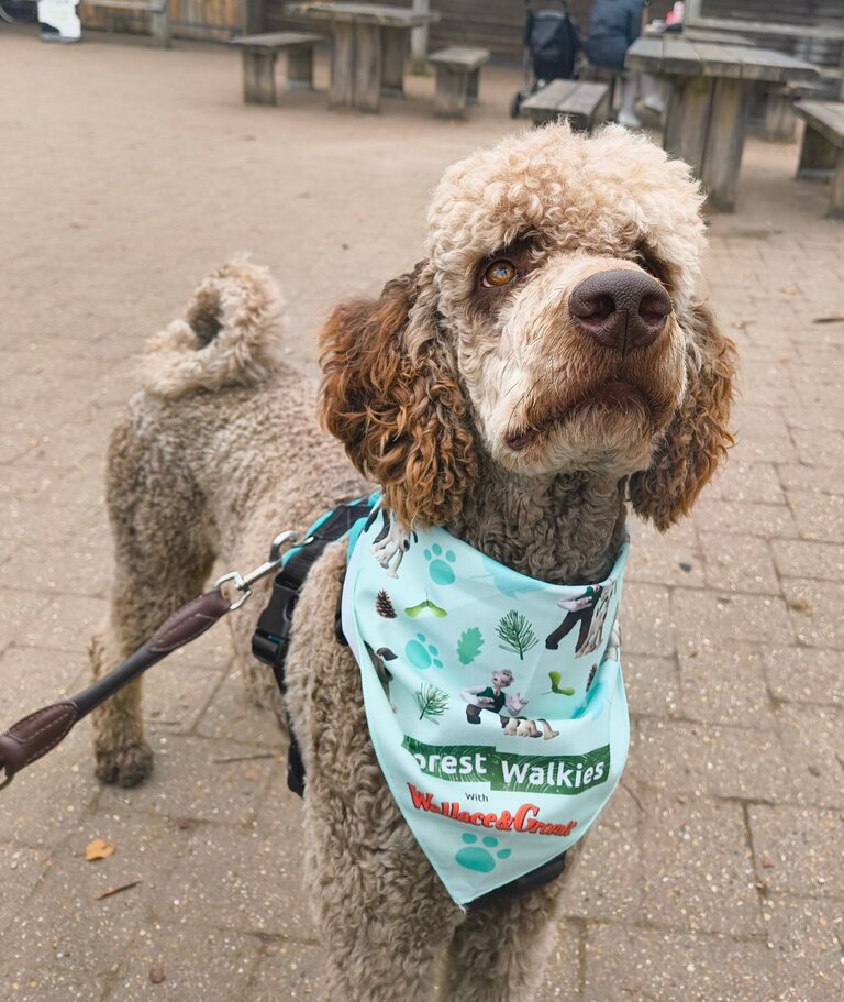 Close-up of a dog in a paved courtyard wearing a 'forest walkies' branded bandana at the neck.