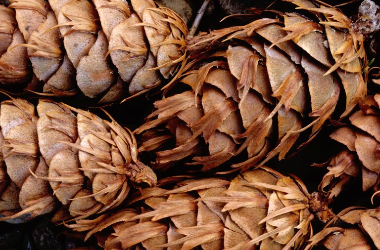 Close-up of several Douglas fir cones lying together, showing their distinctive brown scales with long three-pointed bracts protruding between them.