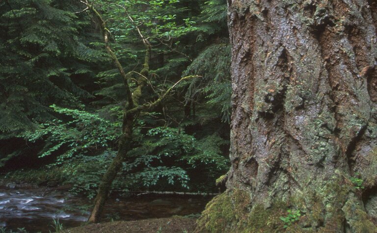 Close-up of a large Douglas fir trunk with deeply furrowed, reddish-brown bark beside a stream in a dense forest.