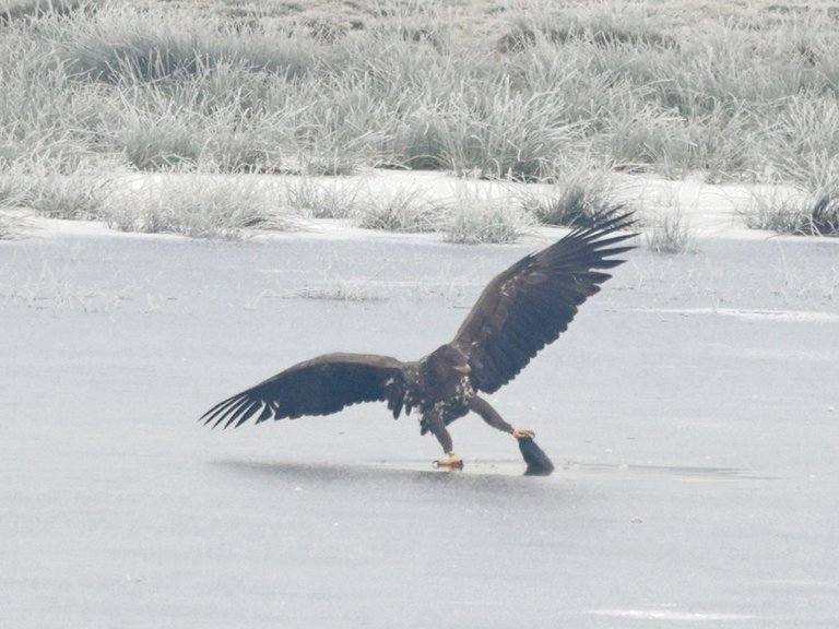 A white-tailed eagle fishing on an icy lake