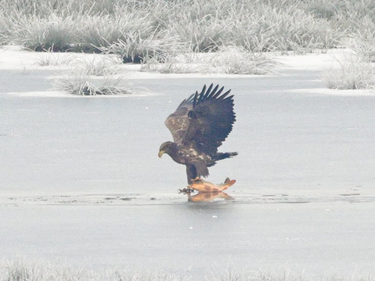 A white-tailed eagle fishing on an icy lake