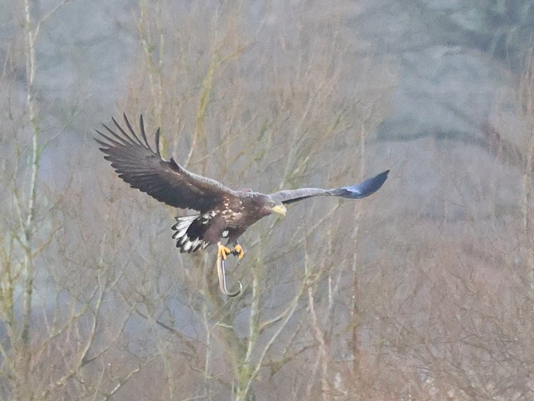 A white-tailed eagle flying, holding an eel in it's claw