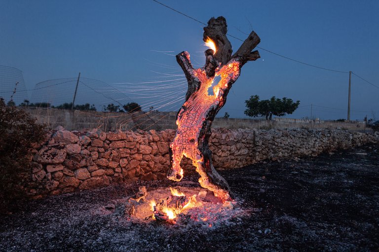 Earth Photo shortlisted work - half a tree burning