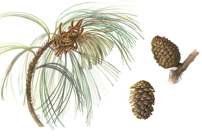A painting of Pinus Montezumae by Susan Conroy Bedgebury Florilegium Society 