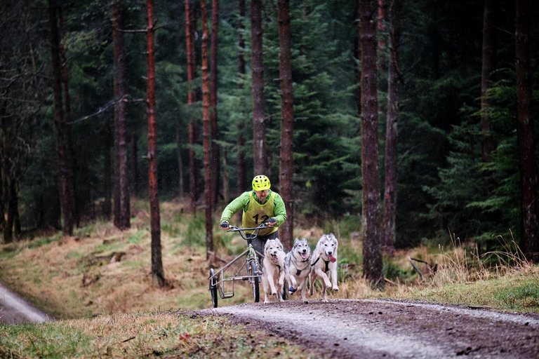 Husky dogs with their tongues out pulling bike on forest track