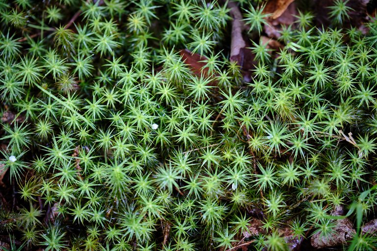 Sphagnum moss on the forest floor with some fallen leaves