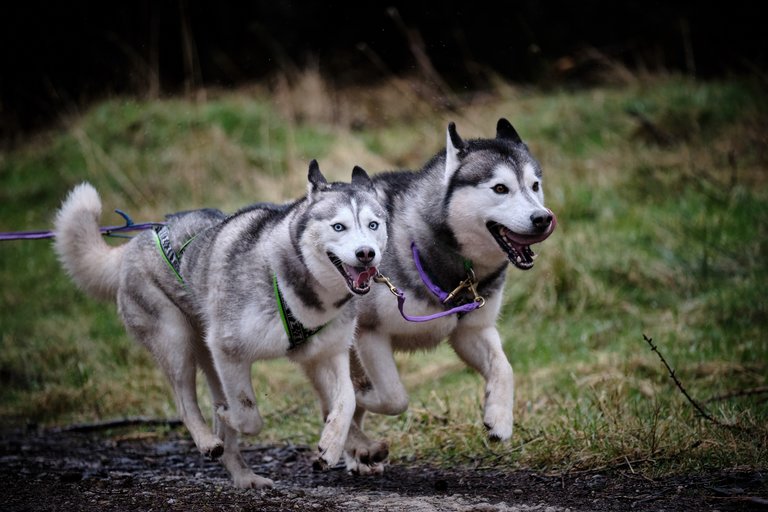 Two husky dogs excitably running through the forest