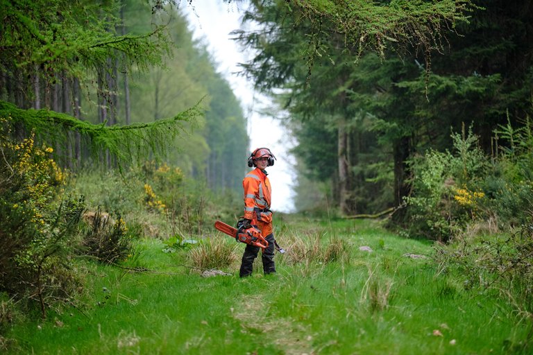 Forestry worker with chainsaw surrounded by trees