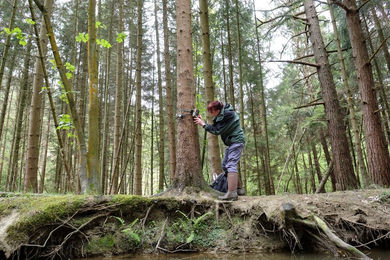 Forest worker tying camera to tree