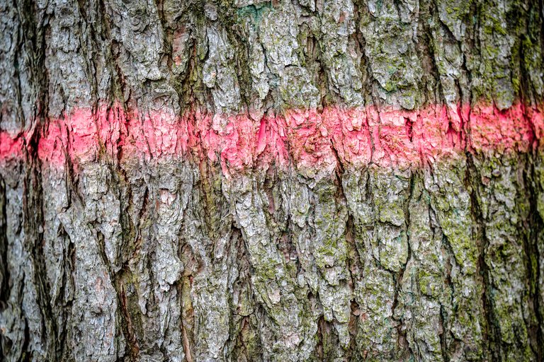 Red paint line sprayed on to tree trunk