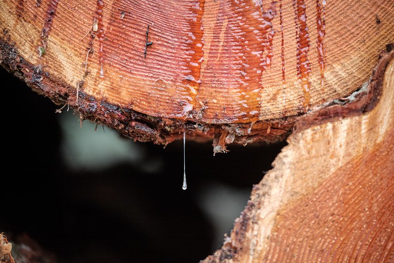 Tree sap dripping from a chopped down tree trunk