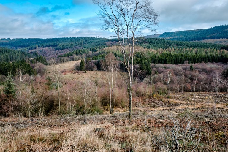 Single tree rising from the ground with green forest in the distance