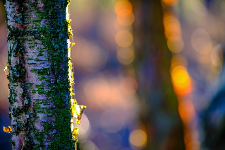 Tree trunk covered in green moss