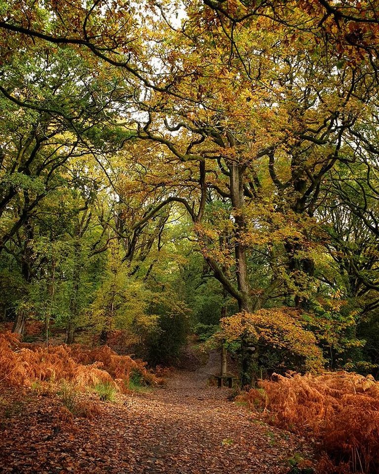 Path covered in autumn leaves, running through trees in hues of yellow and green