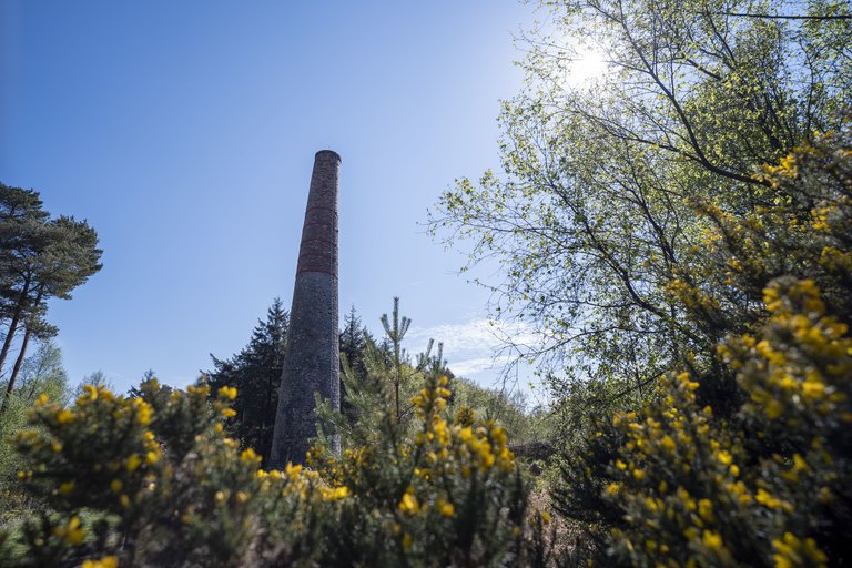Tall chimney rising from yellow flowers