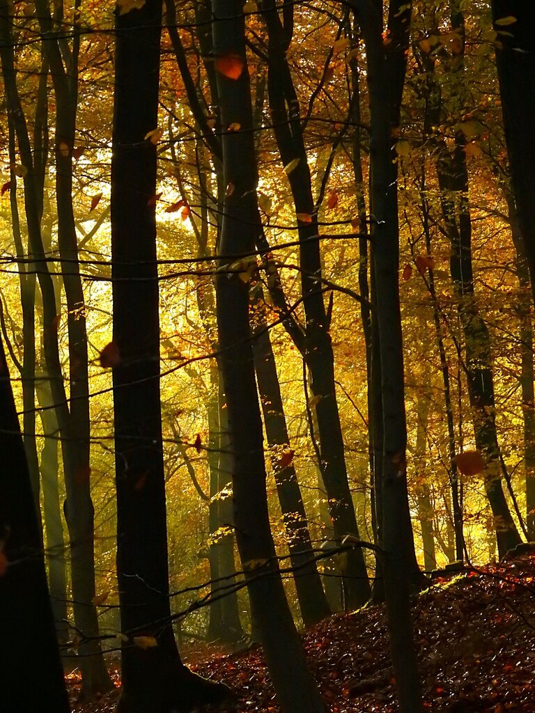 Yellowy light seen through tall tree trunks in the forest.