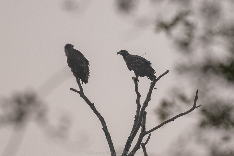 two white-tailed eagles perched on twigs