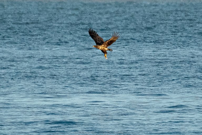 white-tailed eagle in flight over the sea