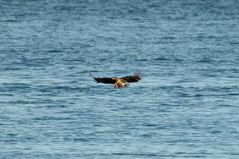 white-tailed eagle fishing in the sea