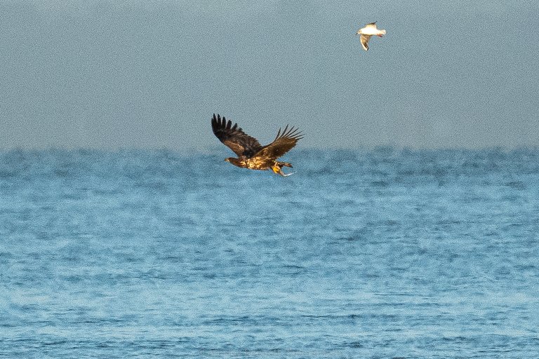 Eagle catching fish with gull in tow