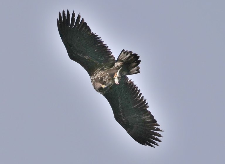 white-tailed eagle eating fish in mid air