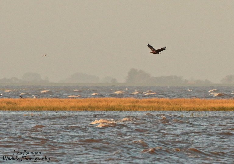 Eagle 