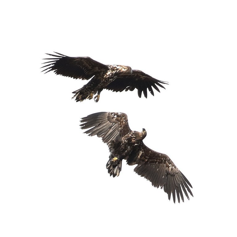Two white-tailed eagles playing in flight