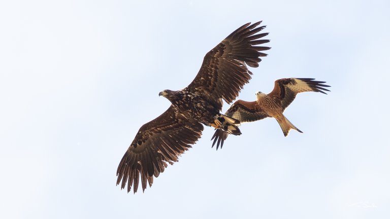 white-tailed eagle in flight with red kite