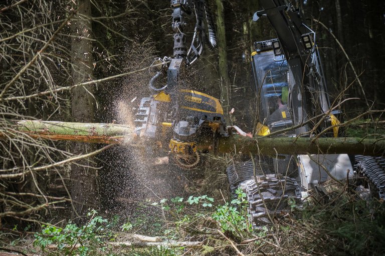 Harvesting machine chopping up a tree in the dense forest