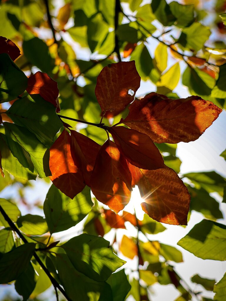 A cluster of orange leaves on a tree, surrounded by green leaves.