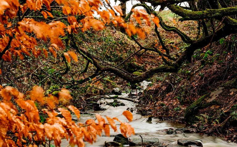 Orange autumn leaves on a branch over a stream