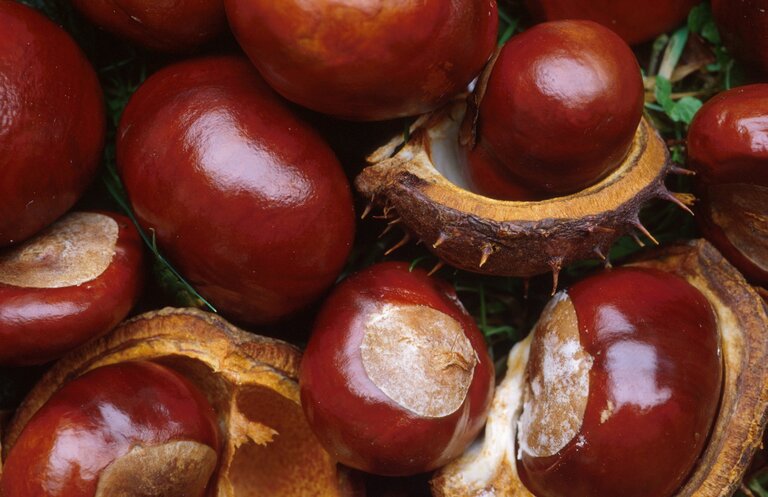 Horse chestnut conkers with shiny brown shells lying among opened seed husks.