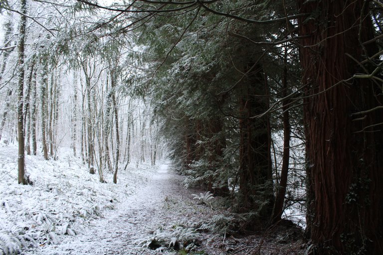 Snow lined woodland path running into the deep forest