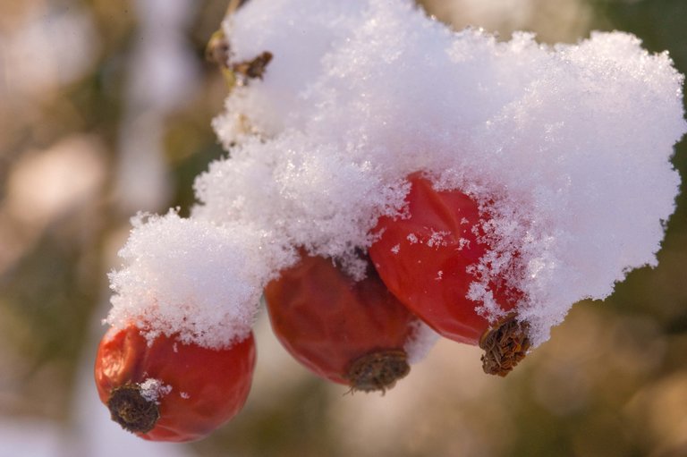 Snow topped berries
