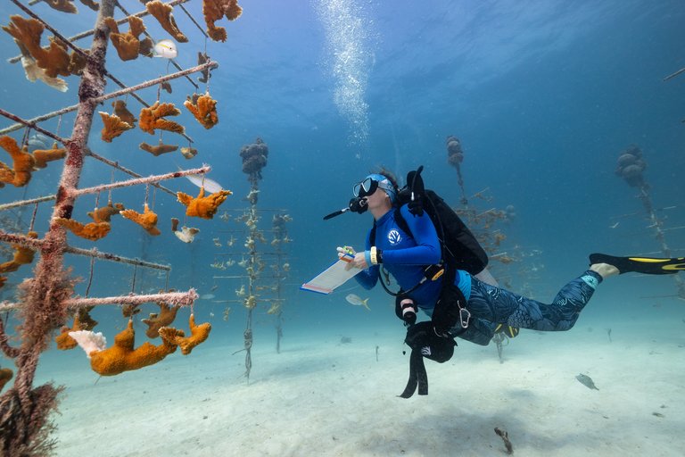Corals for the future by Jennifer Adler