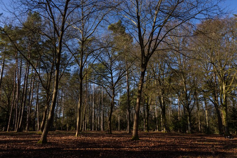 A winter woodland landscape of bare tall trees