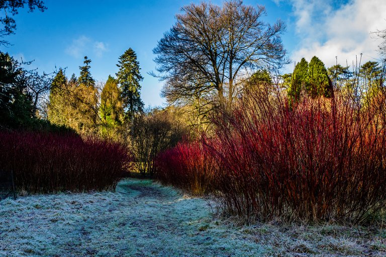 A crisp winter morning highlights the frost on the ground. In the forefront bright red dogwood which looks like sticks of red fire in large clumps jolt out from the ground. Tall trees linger in the background. Some without leaves and some evergreens still bushy with green leaves.