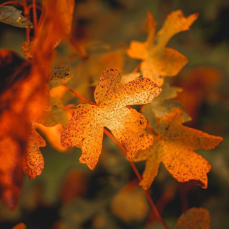 Golden orange leaf with black speckles