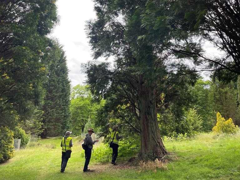 Three people checking and labelling a large tree 