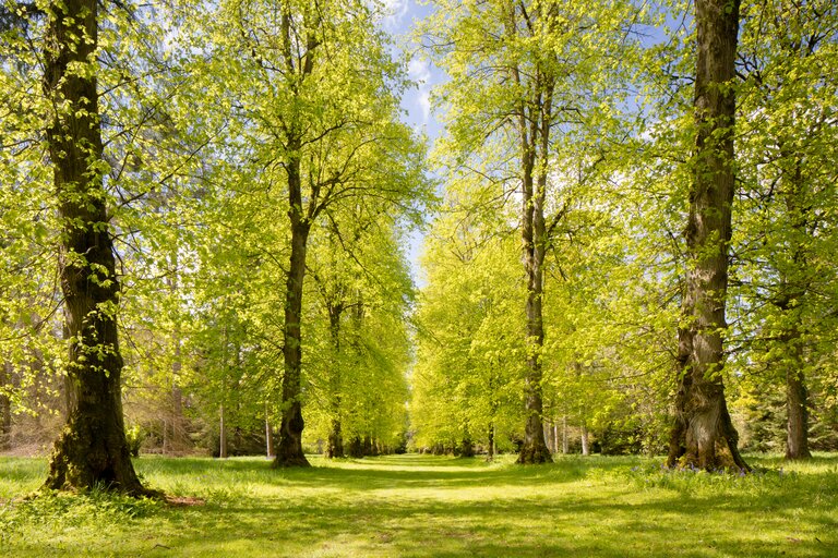 Lime Avenue Westonbirt