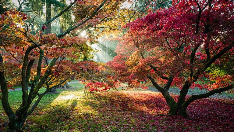 Autumn Westonbirt