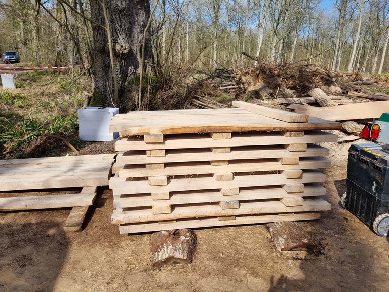 Stacked pallets in a forest